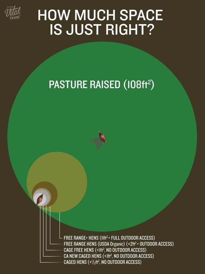 Costco-Pasture-Raised-Egg-Space
